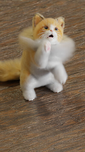 kitten0109