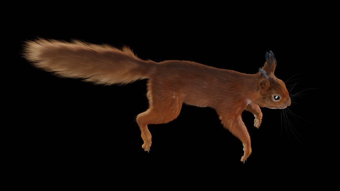 Squirrel_Osipkov_04