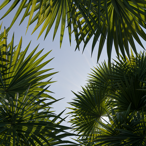 Fan Palm Shade Study