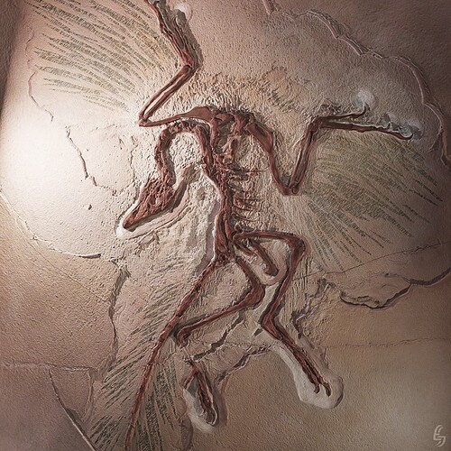 Archaeopteryx Cast 3D -3- Berlin Specimen