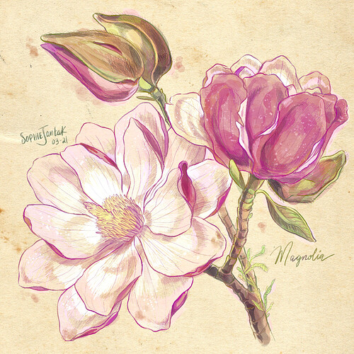 magnoliafinal