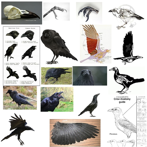 Crow_Raven_ReferenceSheet