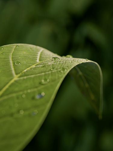 Realistic Leaf - Render