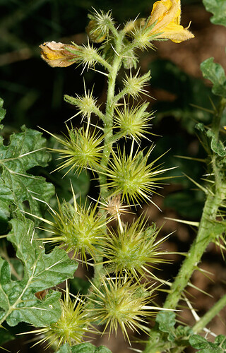 http://www.fireflyforest.com/images/wildflowers/plants/Solanum-rostratum-1.jpg