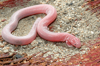 Mexican Mole Lizard 02