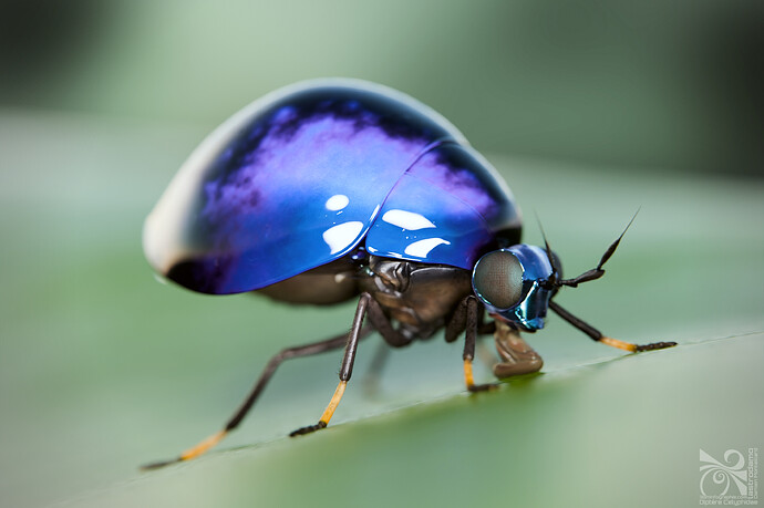 celyphidae-06