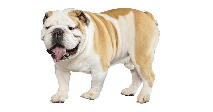 kisspng-old-english-bulldog-french-bulldog-toy-bulldog-ame-psicologia-y-conducta-canina-comportamiento-y-car-5c7052066f4803.4048280415508649024558