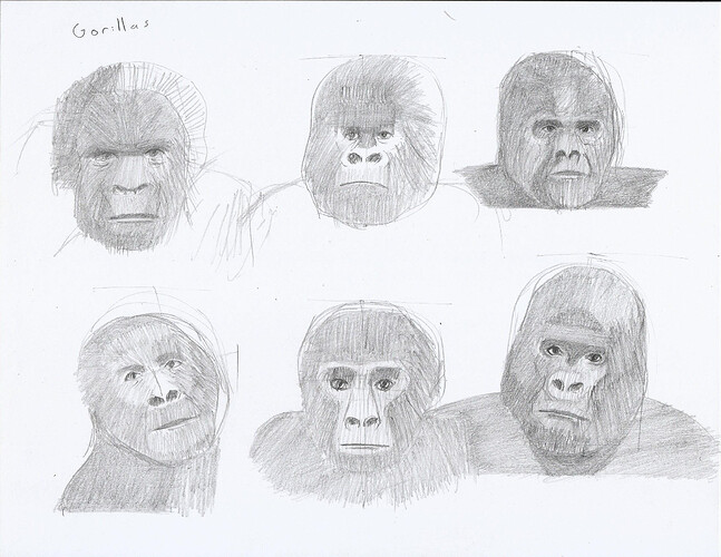 Gorilla sketches
