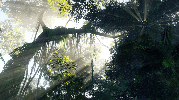 Jungle Forest Morning