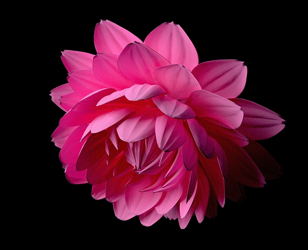 Dahlia7