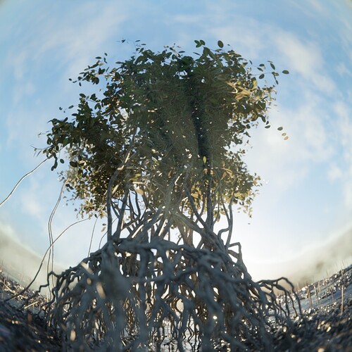 mangrove_fisheye10r