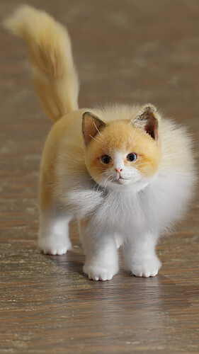 kitten0001