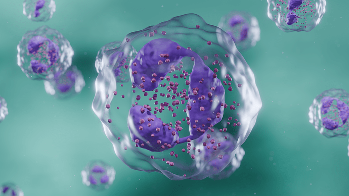 Neutrophil