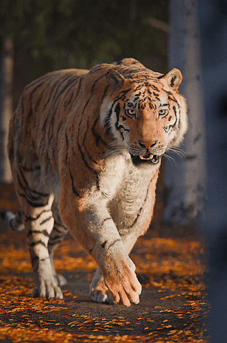 Tiger Forest