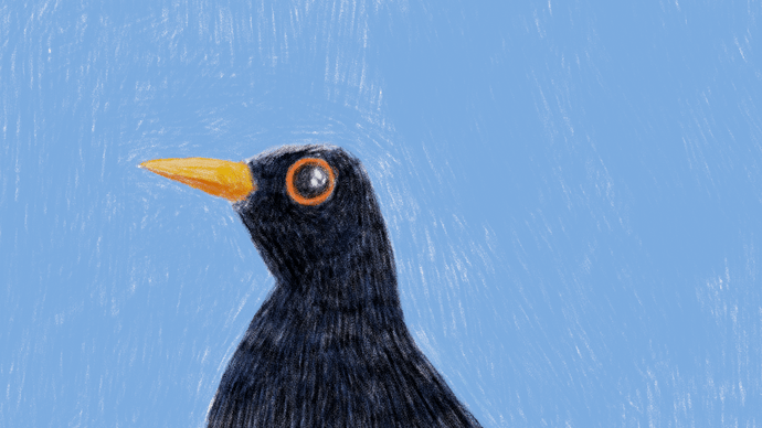 black_bird