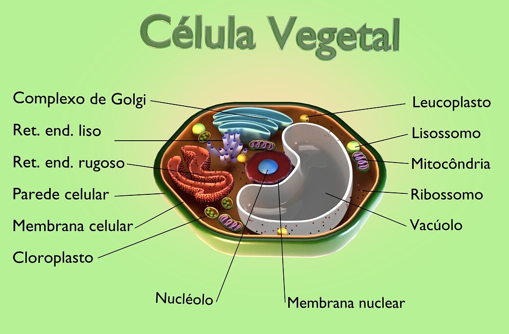 Plant cell - Finished Projects - Blender Artists Community