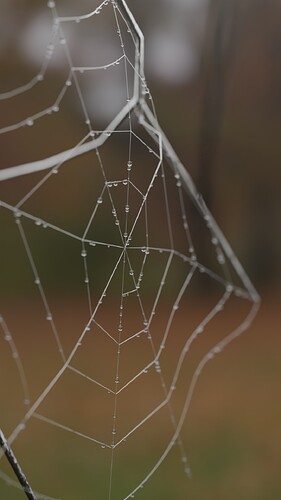 spiderweb_02