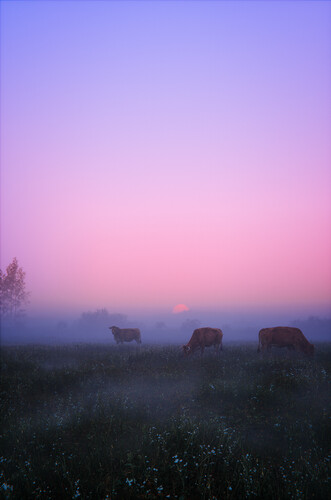 Cows_sunrise