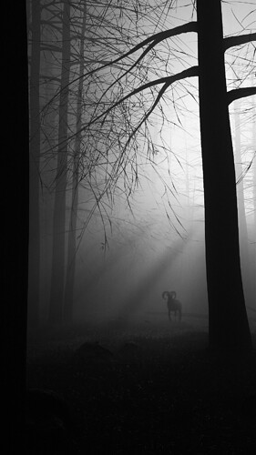 black forest_compo_BW