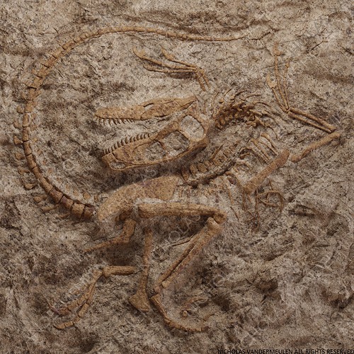 Raptor WM NICHOLAS VANDERMEULEN