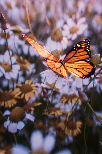 Butterfly_sunrise_5v