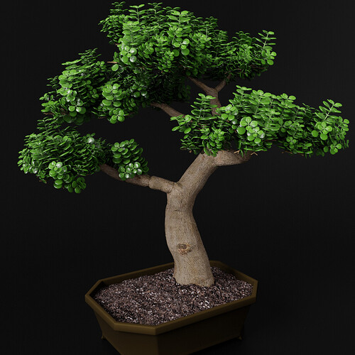 bonsai2_third