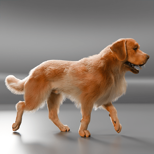 Dog_Golden