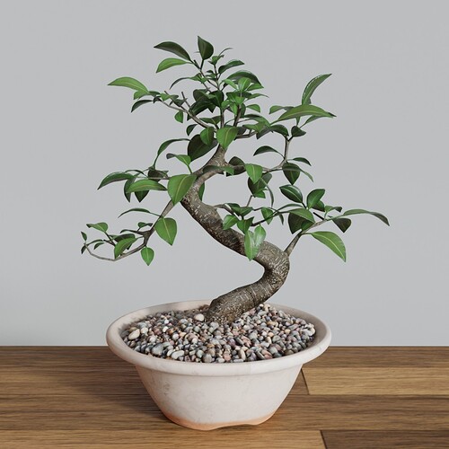 Ficus_bonsai_small2
