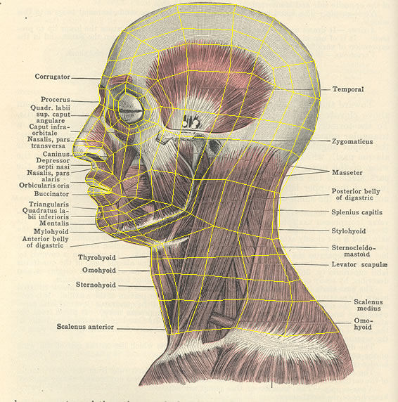 Head Topology - Modeling - Blender Artists Community