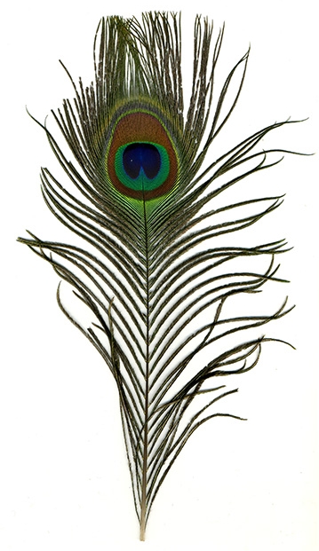 Peacock Feather #1 by Ithinksky