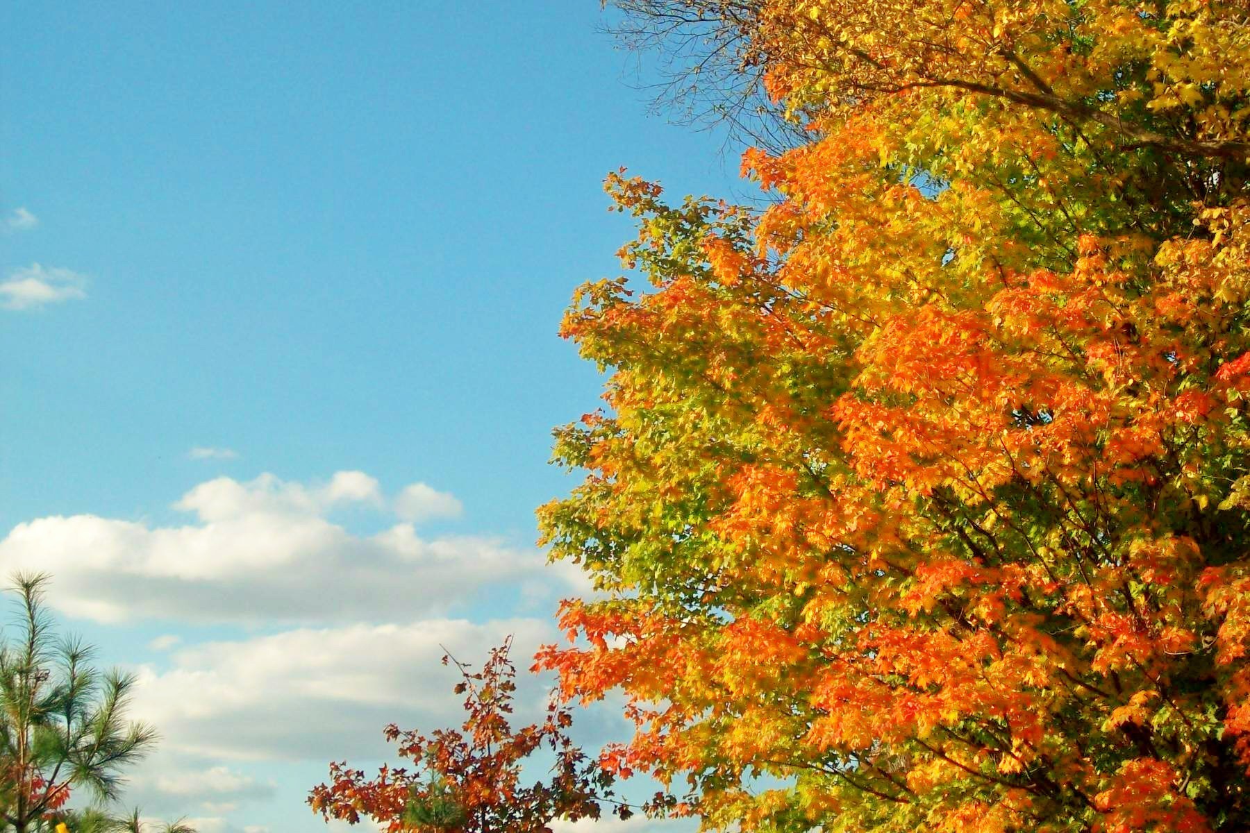 Картинки Золотая осень деревья