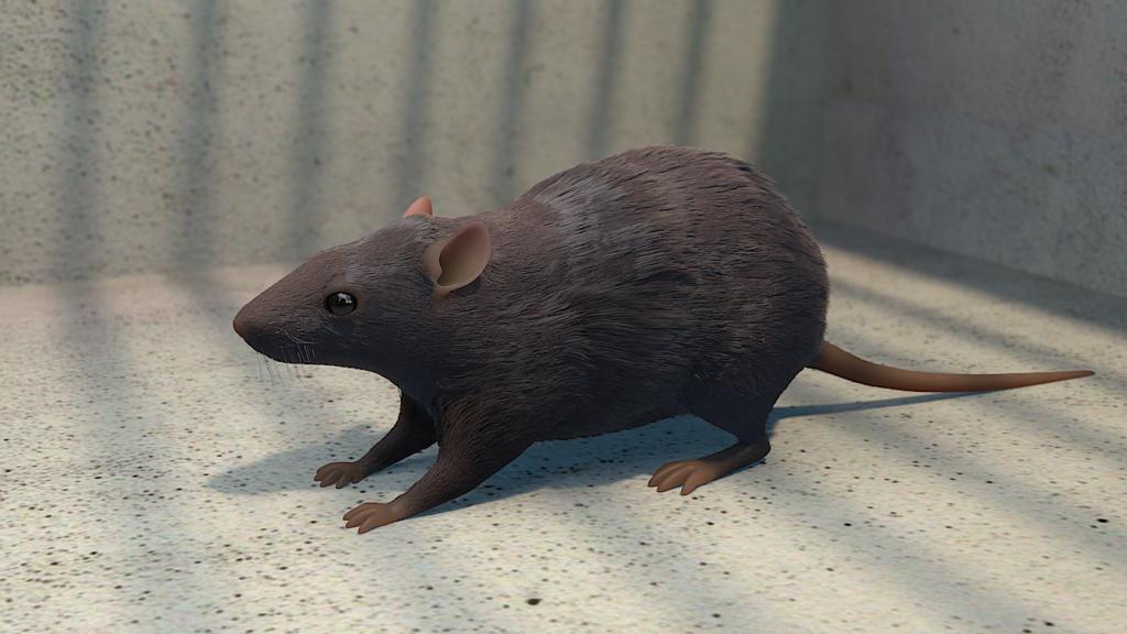 Rat - Finished Projects - Blender Artists Community