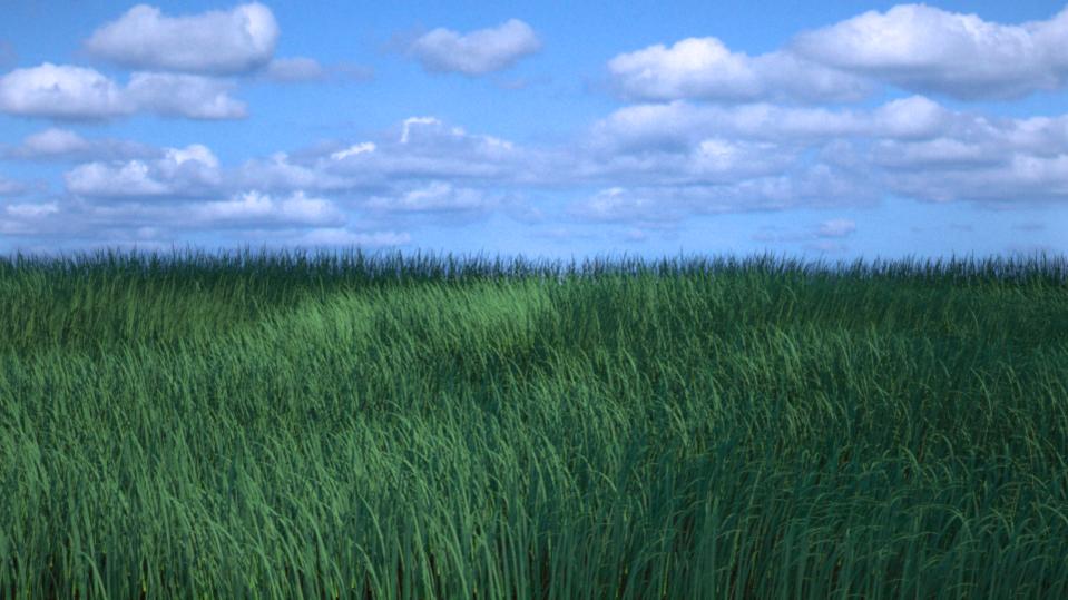 How to Create Realistic Grass in Blender 2.5 - Tutorials, Tips and ...