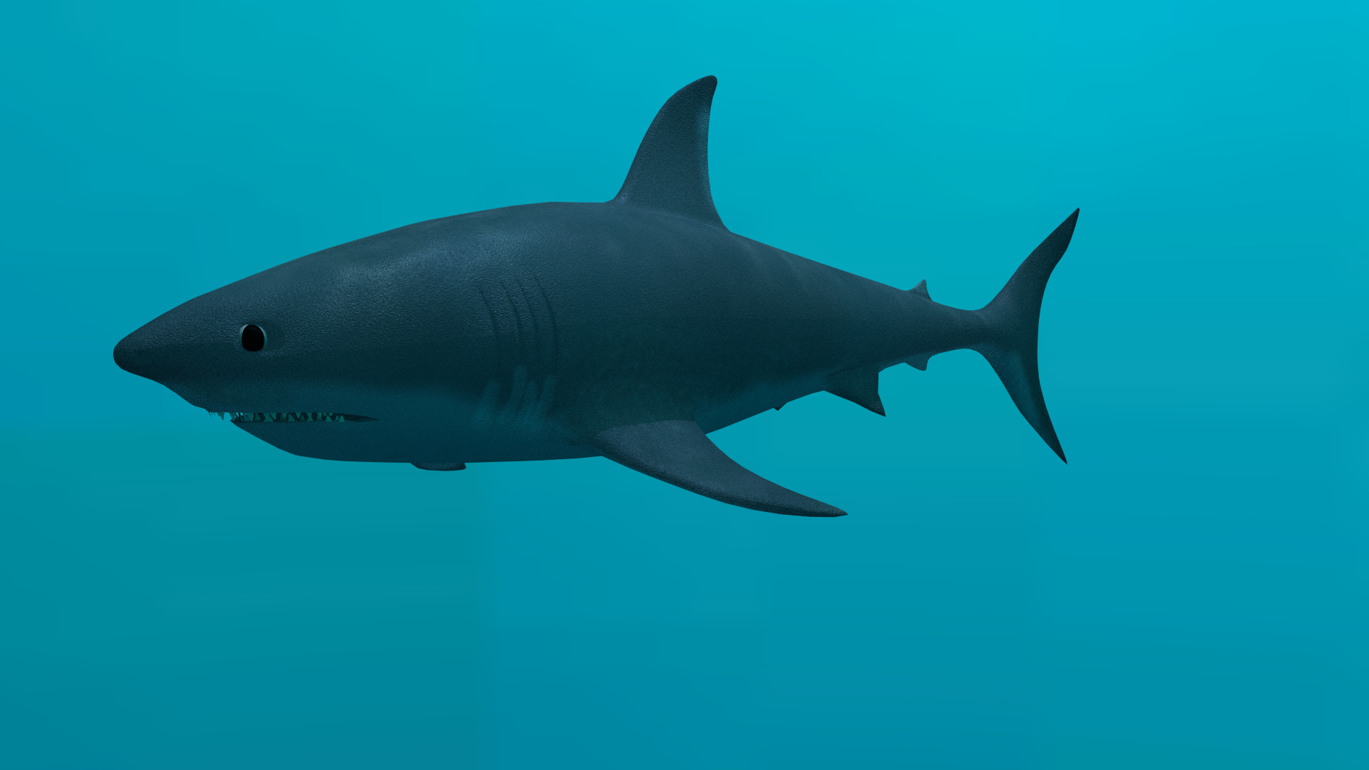 Shark - Works in Progress - Blender Artists Community