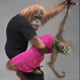 Tango