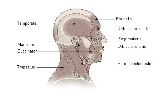 http://upload.wikimedia.org/wikipedia/commons/7/78/Illu_head_neck_muscle.jpg