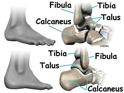 http://www.eorthopod.com/images/ContentImages/ankle/ankle_anatomy/ankle_anatomy_bones01.jpg