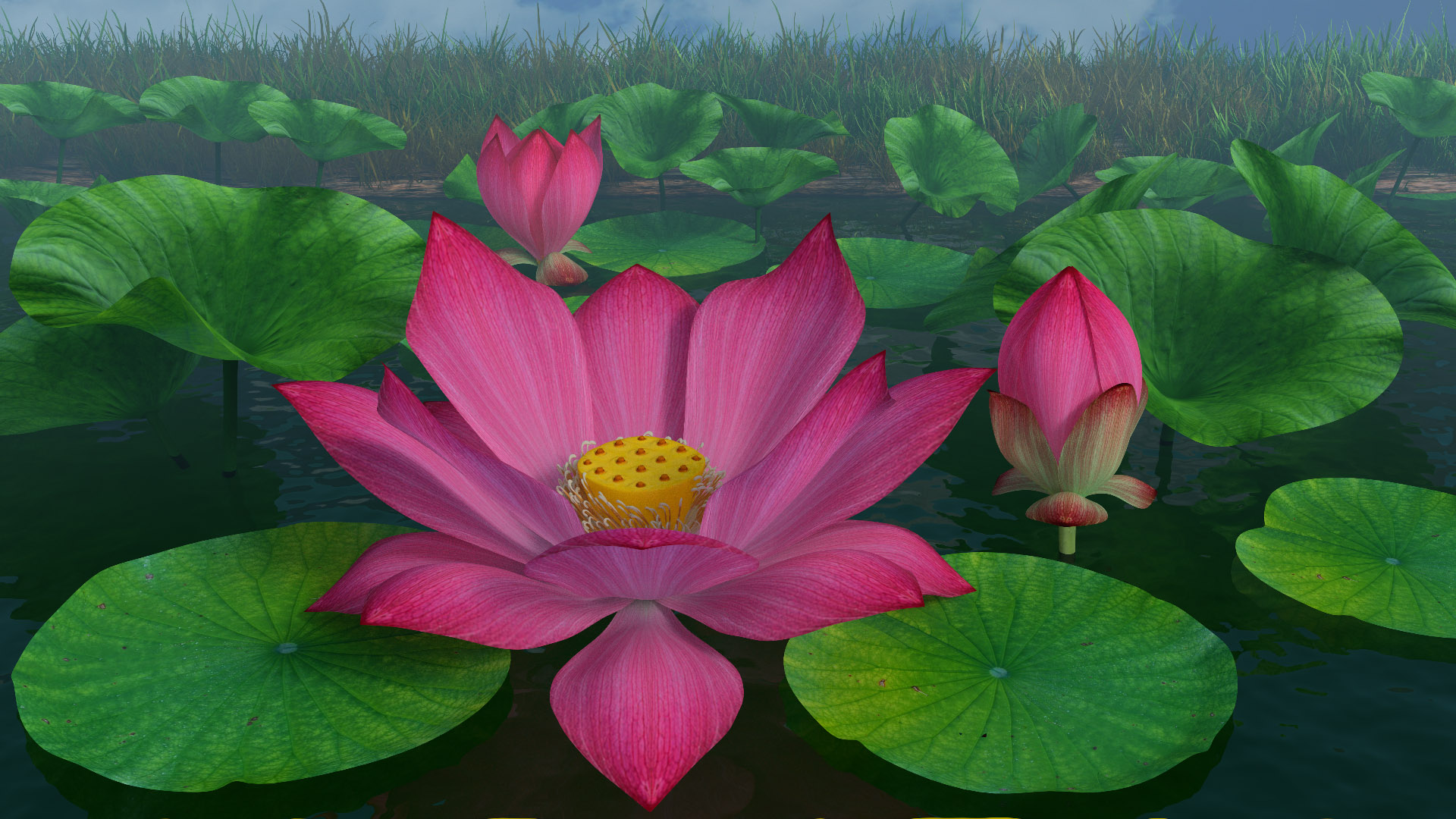 Pin on lotus pond