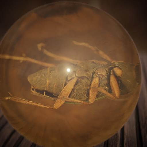 Beetle-inside-amber-abdomen-view-3d-render