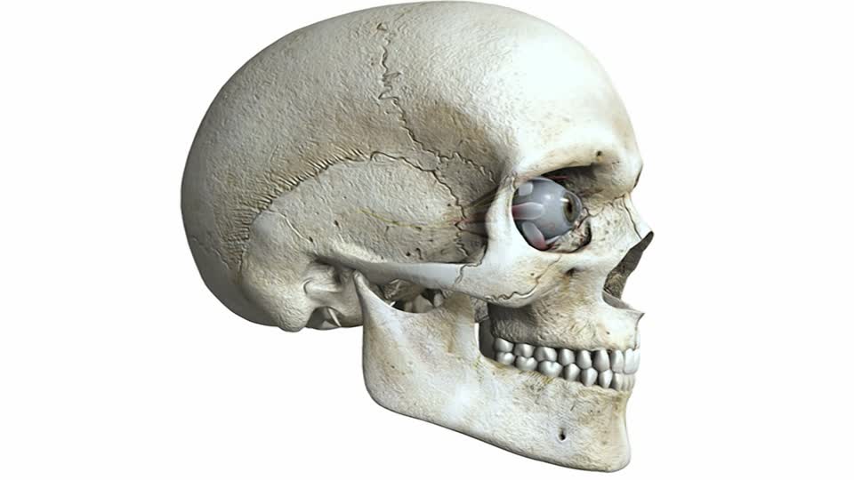 Check out the human skull, the eyes cavity especially. 