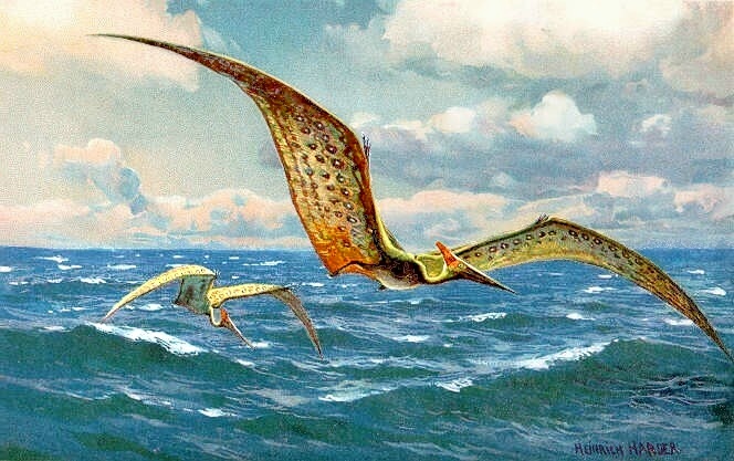 http://upload.wikimedia.org/wikipedia/commons/d/dd/Pteranodon_hharder.jpg