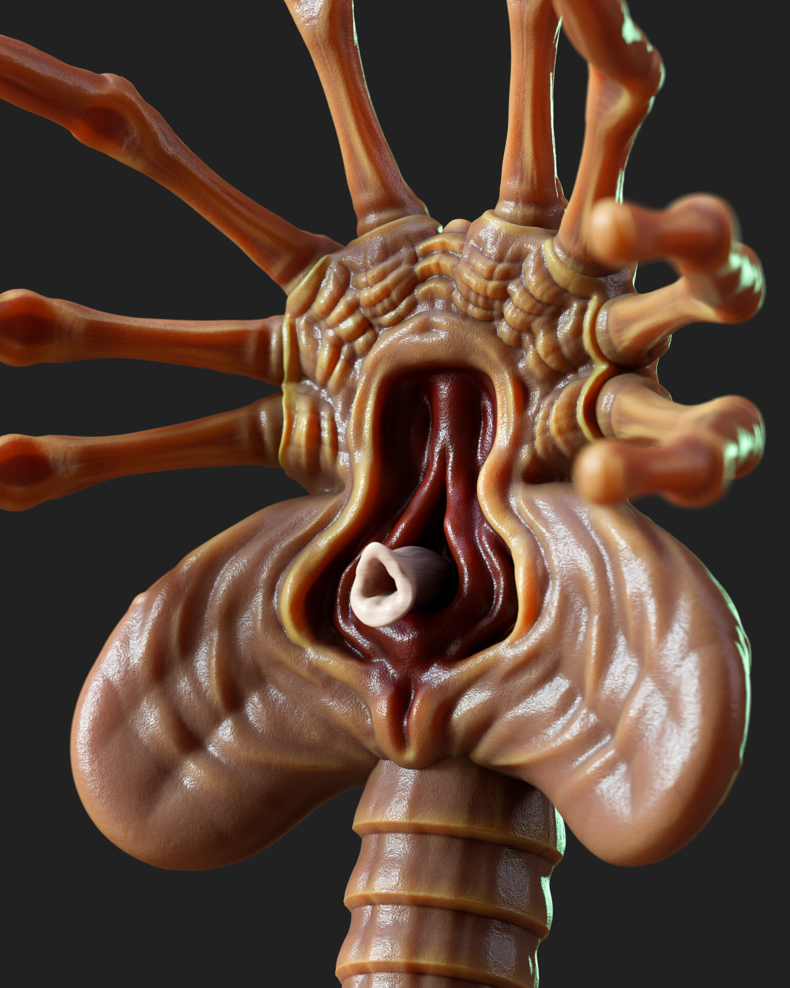 Anatomie Du Facehugger