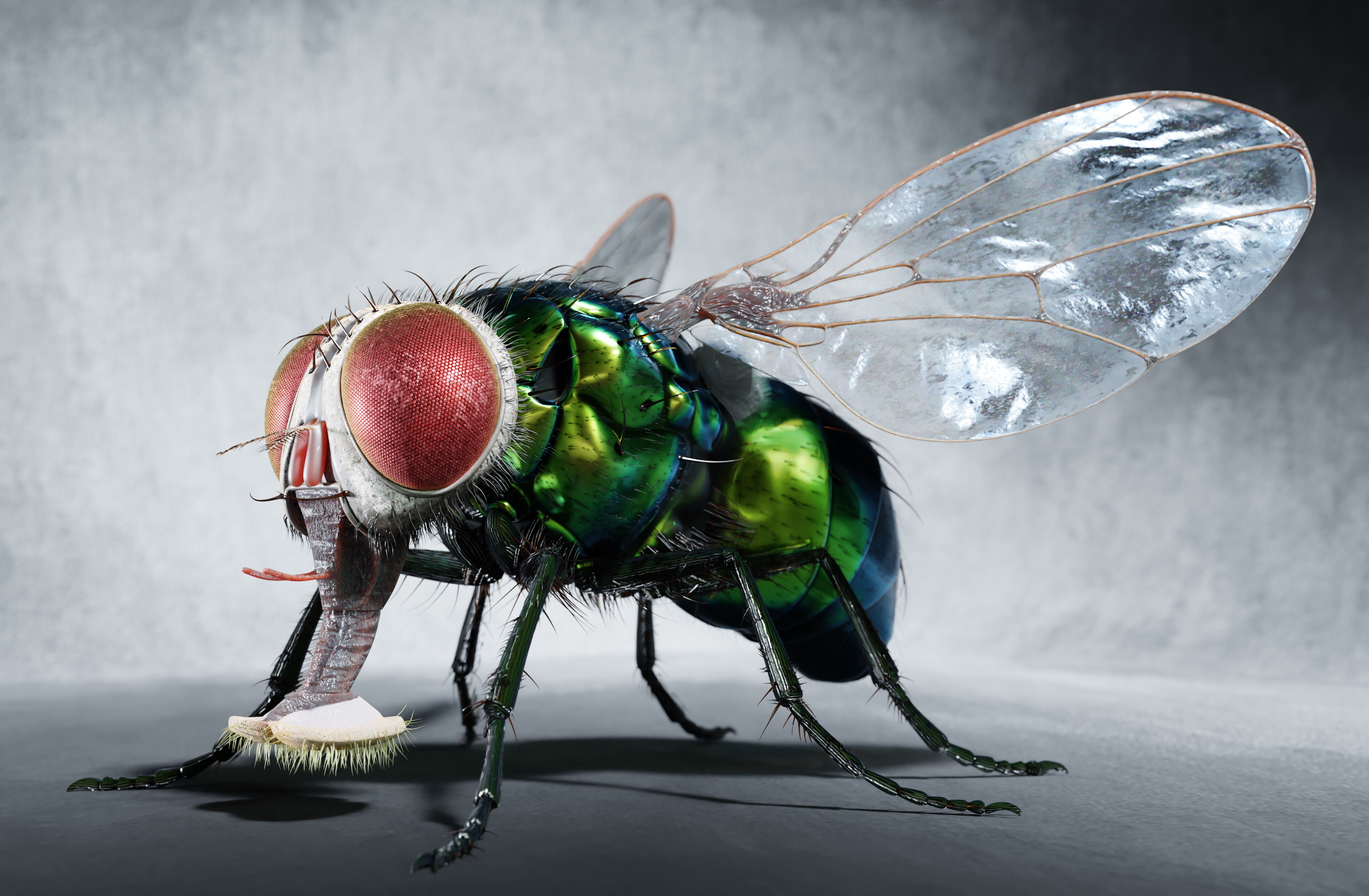 What are green bottle flies?