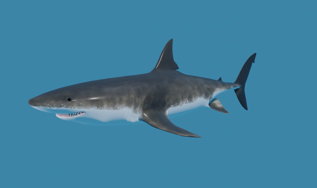 OBJ file SHARK, DOWNLOAD Shark 3D modeL - Animated for Blender-fbx-unity-maya-unreal-c4d-3ds  max - 3D printing SHARK SHARK FISH - TERROR - PREDATOR - PREY - POKÉMON -  DINOSAUR - RAPTOR 🦈・3D printable