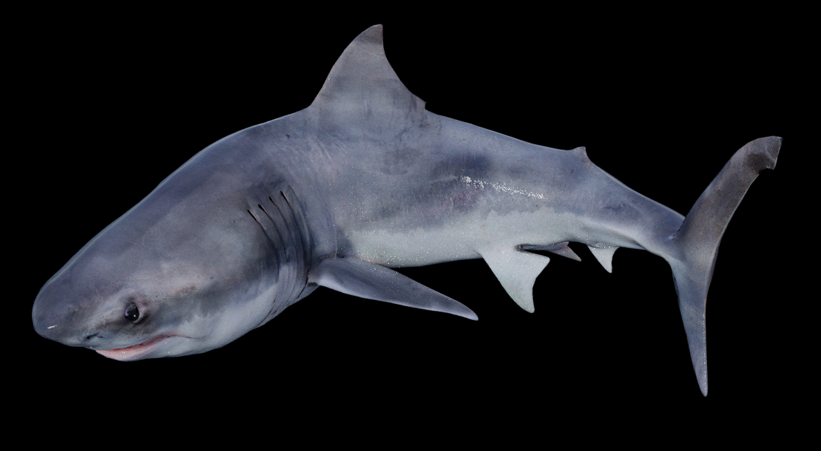 Great White Shark Model (Blender) by ScorchingKami on DeviantArt