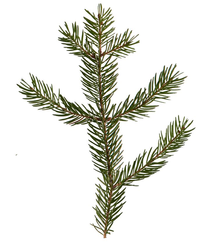 pine leaf texture