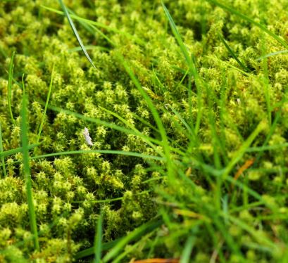 BrightMoss