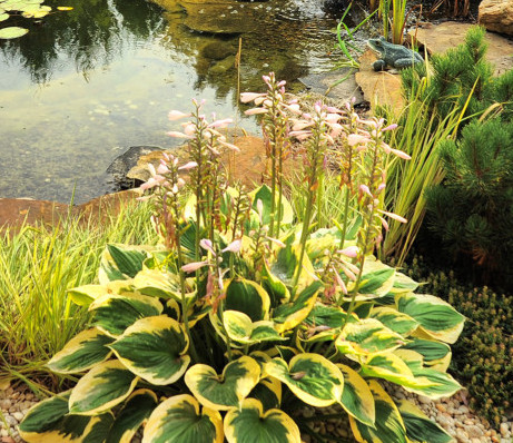 water-garden-plant