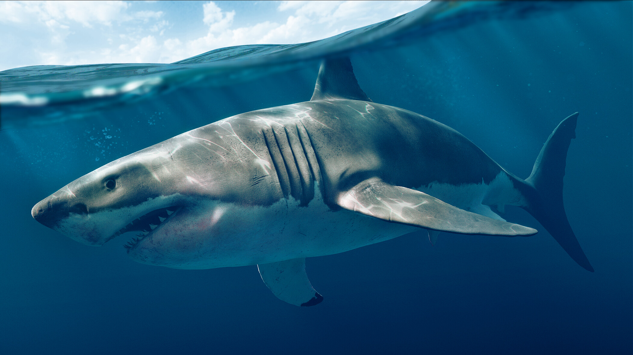 Blender Tutorial for Beginners — Great White Sharks (Part 1) 