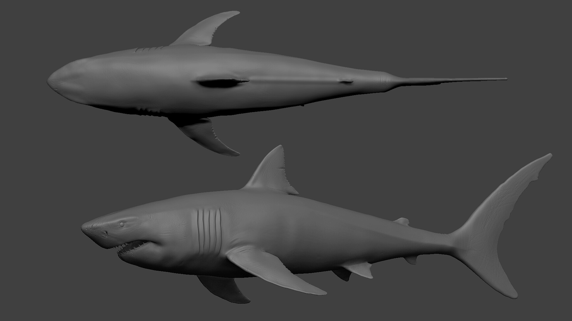 I made a Great White Shark for an educational project. : r/blender